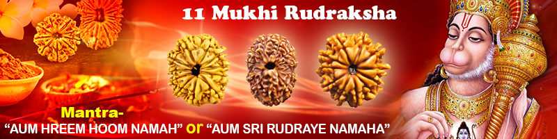 11 Mukhi Rudraksha | Eleven Mukhi Rudraksha Beads | Eleven ...