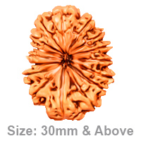 16 (षोडश) Mukhi Rudraksha | 