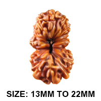 17 (सप्तदश) Mukhi Rudraksha