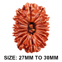 17 (सप्तदश) Mukhi Rudraksha