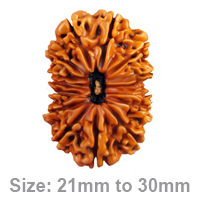 14 (चतुर्दश) Mukhi Rudraksha