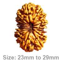 16 (षोडश) Mukhi Rudraksha