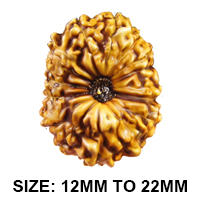 16 (षोडश) Mukhi Rudraksha