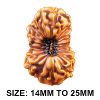 19 Mukhi Rudraksha (Indonesian)