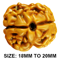 2 Mukhi Large