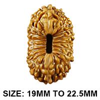 20 Mukhi Rudraksha (Indonesian)