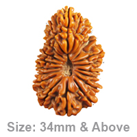 Kuber Rudraksha