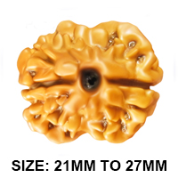 2 Mukhi Rudraksha