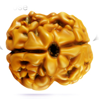 2 Mukhi Rudraksha