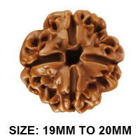 4 Mukhi Large