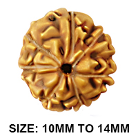 7 Mukhi Rudraksha (Indonesian)  