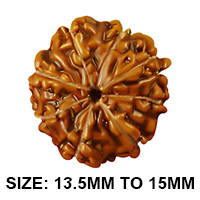 Eight Mukhi Rudraksha