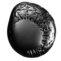 Kalpvriksha Shaligram