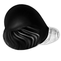 Kurma Shaligram