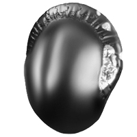 Laxmi Kuber Shaligram