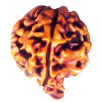 Ganesh Rudraksha