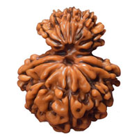 Garbh Gauri Rudraksha