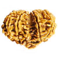 Gauri Shankar Rudraksha