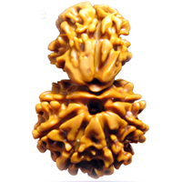 Savar Rudraksha