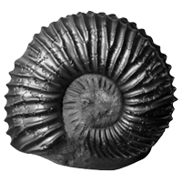 Small Shaligram-1.6cm to 2.5cm