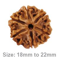 6 Mukhi Rudraksha